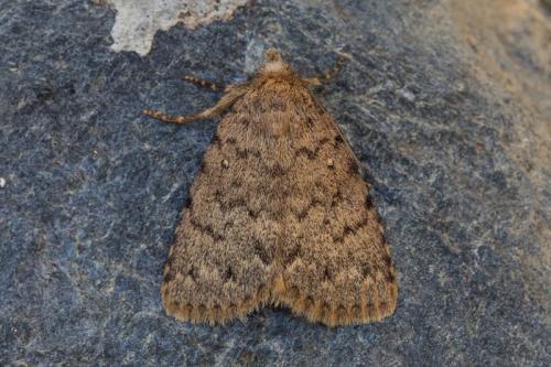 Autophila cataphanes